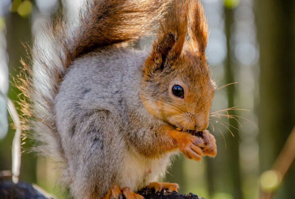 Як тварини готуються до зими восени: білка робить схованки з горіхів