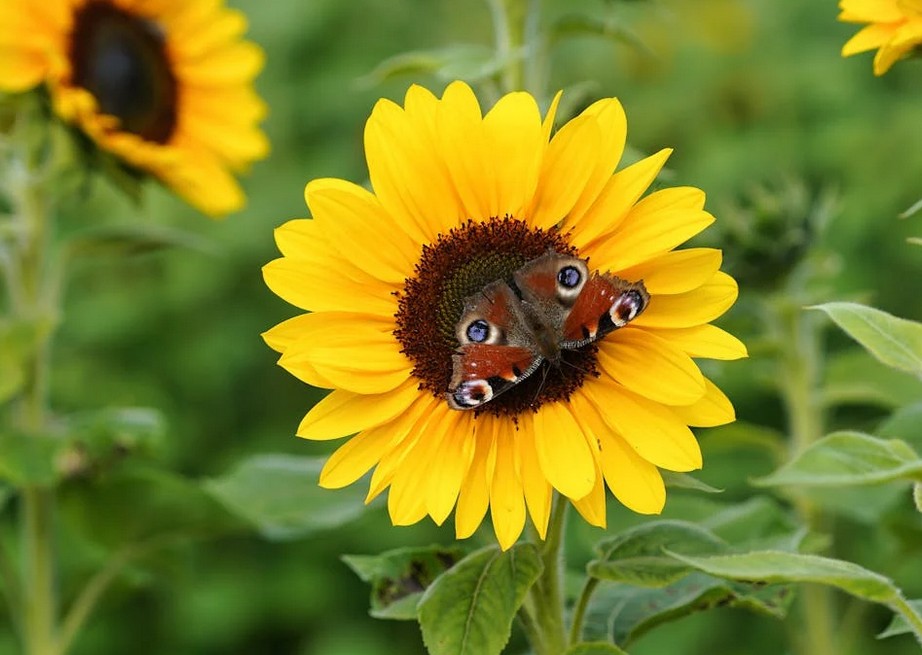 Літні комахи для дітей: метелик і бджола
