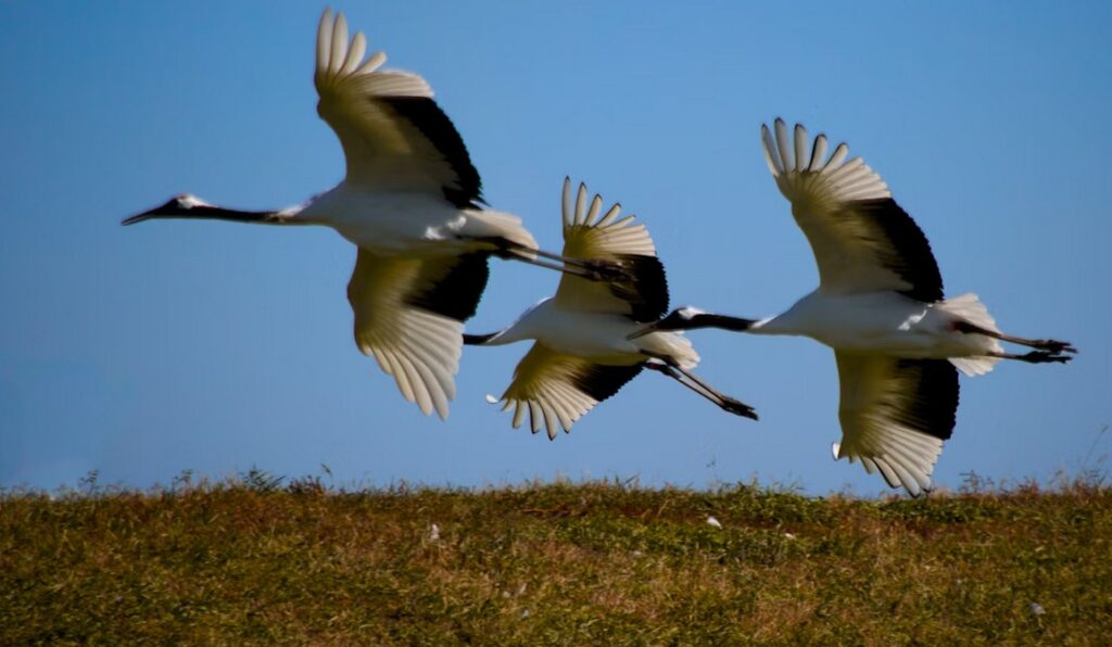 Міграція птахів восени: журавлі летять клином на південь (цікавий факт для дітей)